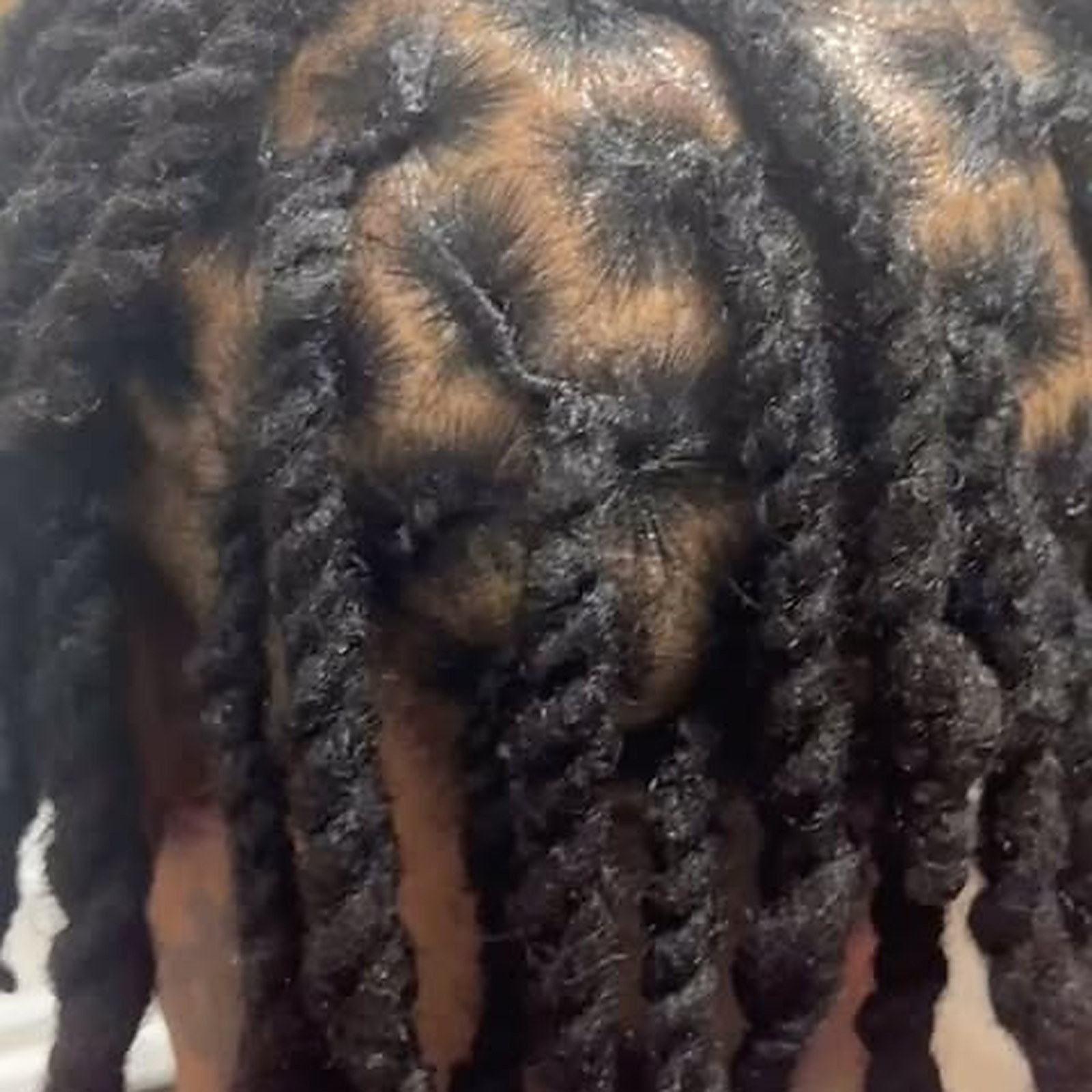 Locs retwisted at the root — Round sections parted clean, new growth twisted in